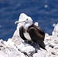 Ascension Frigatebird female