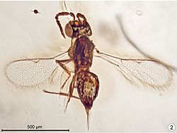 Baeomorpha liorum holotype female (cropped).jpg