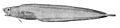 Barathrodemus manatinus