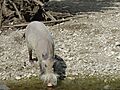 Bearded Pig