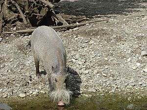 Archivo:Bearded Pig