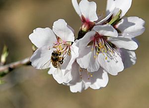 Archivo:Bee on almond flower