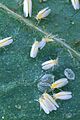Bemisia argentifolii 1316008