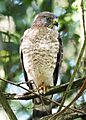 Broad-winged hawk in Costa Rica