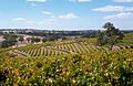 CSIRO ScienceImage 4714 CSIRO Precision Viticulture Trial site in the Eden Valley SA March 2004