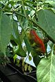 C annuum big jim fruits