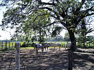 Archivo:Caballos de faena