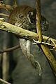 Callicebus donacophilus hugging tails.gk