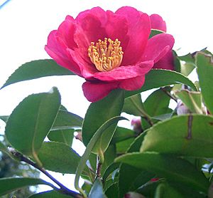 Archivo:Camellia sasanqua1
