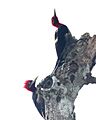 Campephilus robustus -Argentina-3