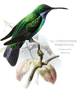 CampylopterusOxypogonKeulemans, Campylopterus phainopeplus.jpg