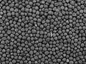 Archivo:Canola