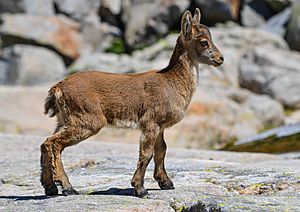 Archivo:Capra pyrenaica victoriae, juvenile -- 2013 -- Laguna Grande, Sierra de Gredos, España