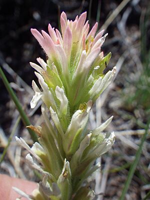Archivo:Castilleja angustifolia (7349171578)