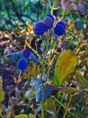 Archivo:Caulophyllum thalictroides 003