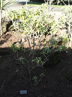 Archivo:Cistus osbackiaefolius - Botanischer Garten, Frankfurt am Main - DSC02395