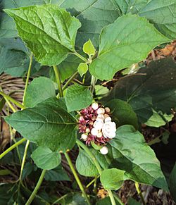 Clerodendrum chinense 06.JPG