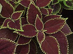 Coleus sp.6