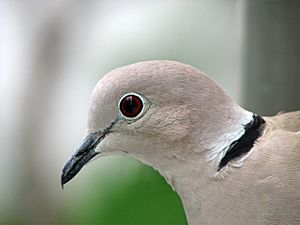 Archivo:Collared Dove -upper body profile-8