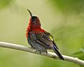 Crimson Sunbird male