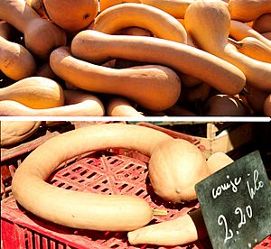 Archivo:Cucurbita moschata Crookneck group - neck and trombone mature squashes