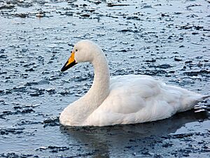 Archivo:Cygnus cygnus -WWT Welney, Ouse Washes, The Fens, England-8