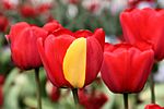 Archivo:Darwin Hybrid Tulip Mutation 2014-05-01
