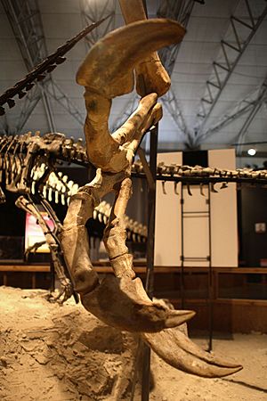 Archivo:Deinocheirus hand front view