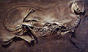 Archivo:DilophosaurusROM1