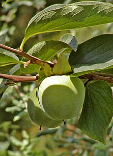 Archivo:Diospyros kaki fruit