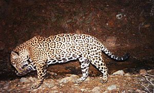 Archivo:El-jefe-jaguar-fws1