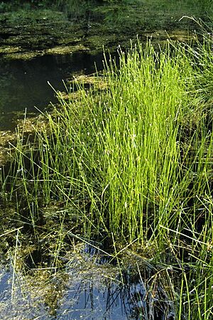 Archivo:Eleocharis.palustris.2
