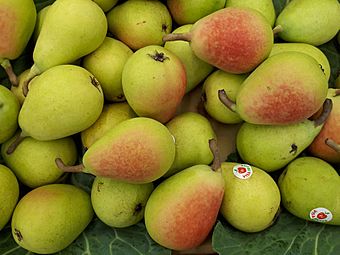 Ercolina pears 2017 B2