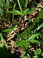 Galium triflorum 10232