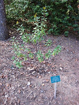 Archivo:Gardenology.org-IMG 2497 ucla09
