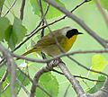 Geothlypis trichas Common Yellowthroat