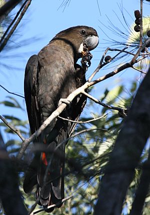 Archivo:Glossy black cockatoo male kobble08