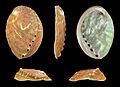 Haliotis discus discus 01