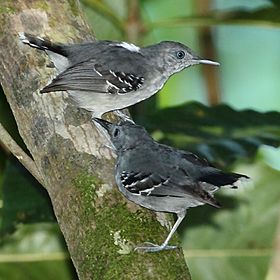 Hypocnemoides maculicauda - Band-tailed Antbird.JPG