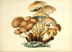 Archivo:Illustrations of British mycology (Plate VIII) (8619408566)