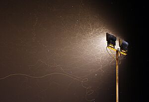 Archivo:Insect flights in the night in front of a spotlight HP L7869