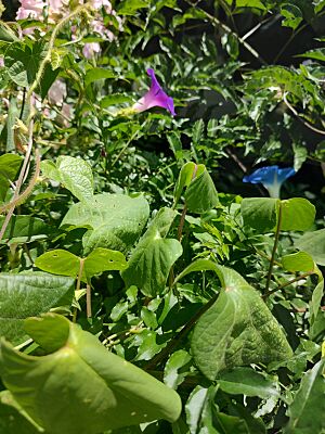 Archivo:Ipomoea morada y azul