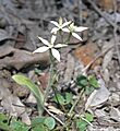 Jarrahdale Flower 7