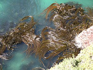 Archivo:Kelp forest Otago 1s