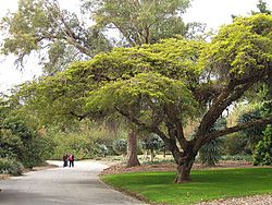 Archivo:LA County Arboretum - road