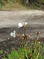 Libertia chilensis 041