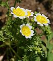 Limnanthes douglasii flowers