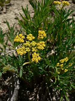 Lomatium brandegeei 15673.JPG