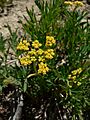 Lomatium brandegeei 15673