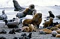 Mähnenrobben (auch Südamerikanischer Seelöwe - Otaria flavescens) (Peninsula de Valdes, Jan 1984)